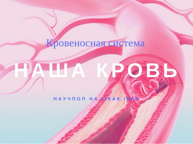 Что мы знаем о кровеносной системе человека – популярное видео
