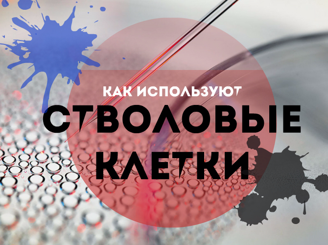Стволовые клетки в медицине: что это, и как их используют?