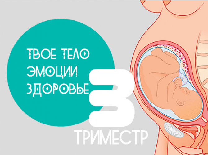 Третий триместр беременности