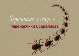 Болезнь Лайма: симптомы, лечение и профилактика