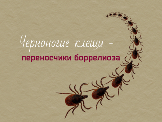 Болезнь Лайма: симптомы, лечение и профилактика