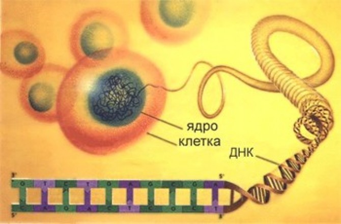 О возбудителях инфекционных заболеваний. Часть 2.