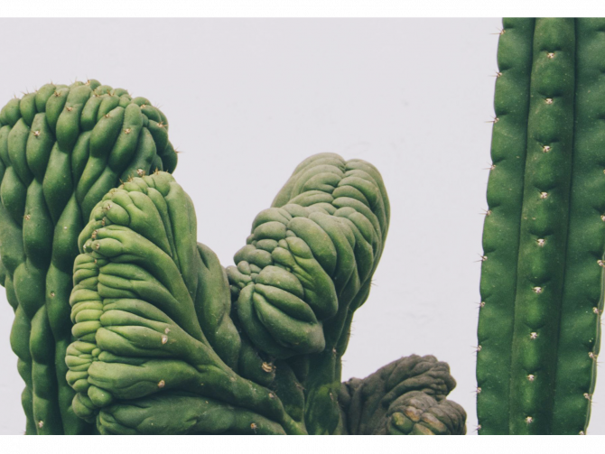 organic products