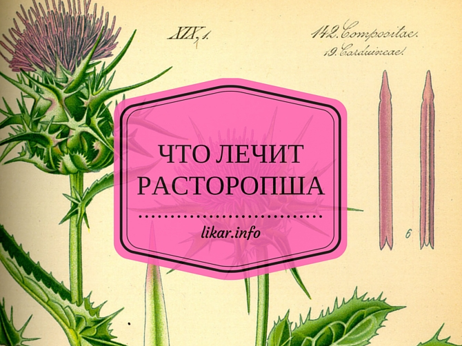 Расторопша: как и зачем принимать расторопшу