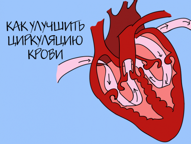 Как улучшить циркуляцию крови