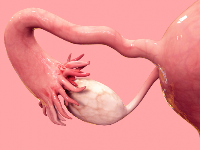 Яичники