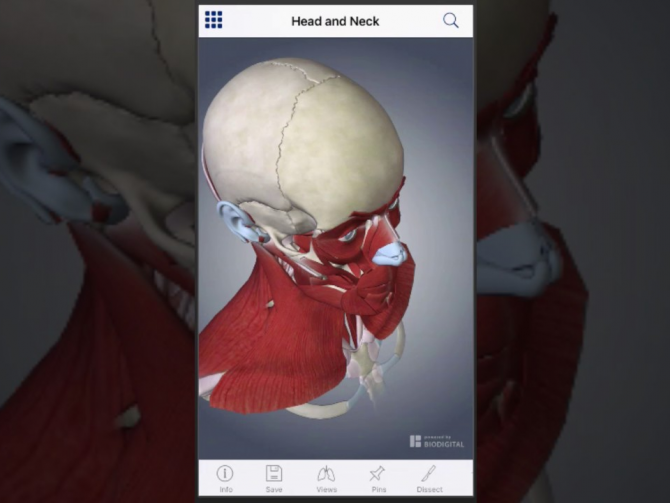 Обзор приложения Johns Hopkins Muscle Anatomy 3D