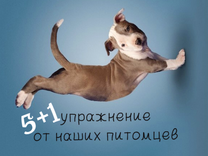 Зарядка с животными: шесть важных упражнений