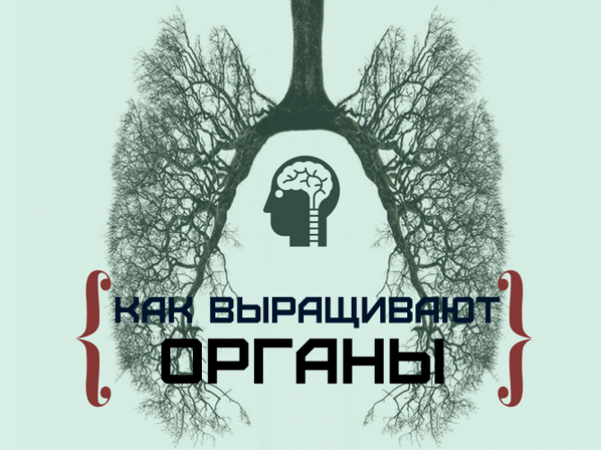 Пробирка, принтер и ложные сенсации: как на самом деле выращивают органы