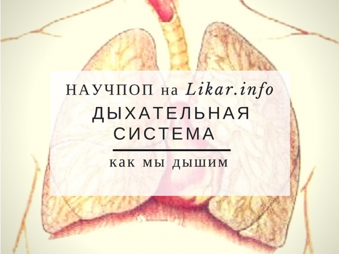 Как работают наши легкие